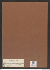 Triceratium patagonicum A. Schm. (de-Toni-Nr.: Genus 140, Species 3750) Zeichnungen Sammlung Grunow Mappe 03851 (Herbarium_W_Grunow_drawings_Folder_03851)
